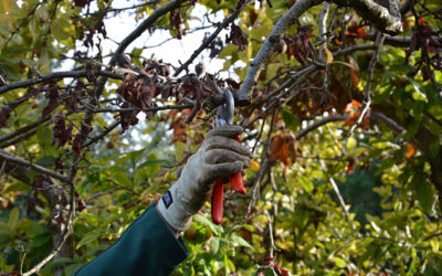 Fachgerechte Schnittarbeiten und Gartenpflege